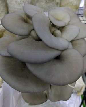 Coming soon! Blue Oyster Mushrooms