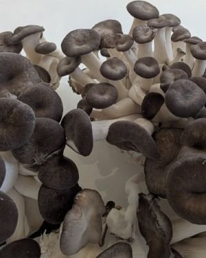 Coming soon! Black Pearl King Oyster Mushrooms