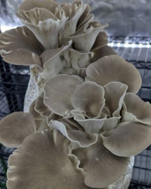 Coming soon! Italian Oyster Mushrooms