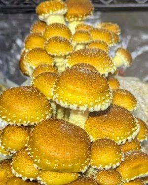Coming soon! Chestnut Mushrooms