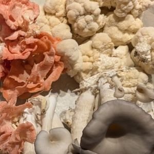 Fresh mushrooms