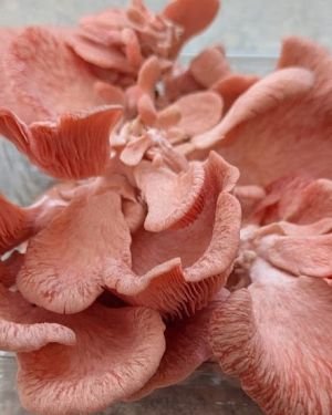 Coming soon! Pink Oyster Mushrooms