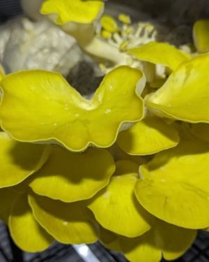 Coming soon! Gold Oyster Mushrooms