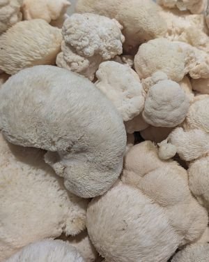 Coming soon! Lion’s Mane Mushrooms
